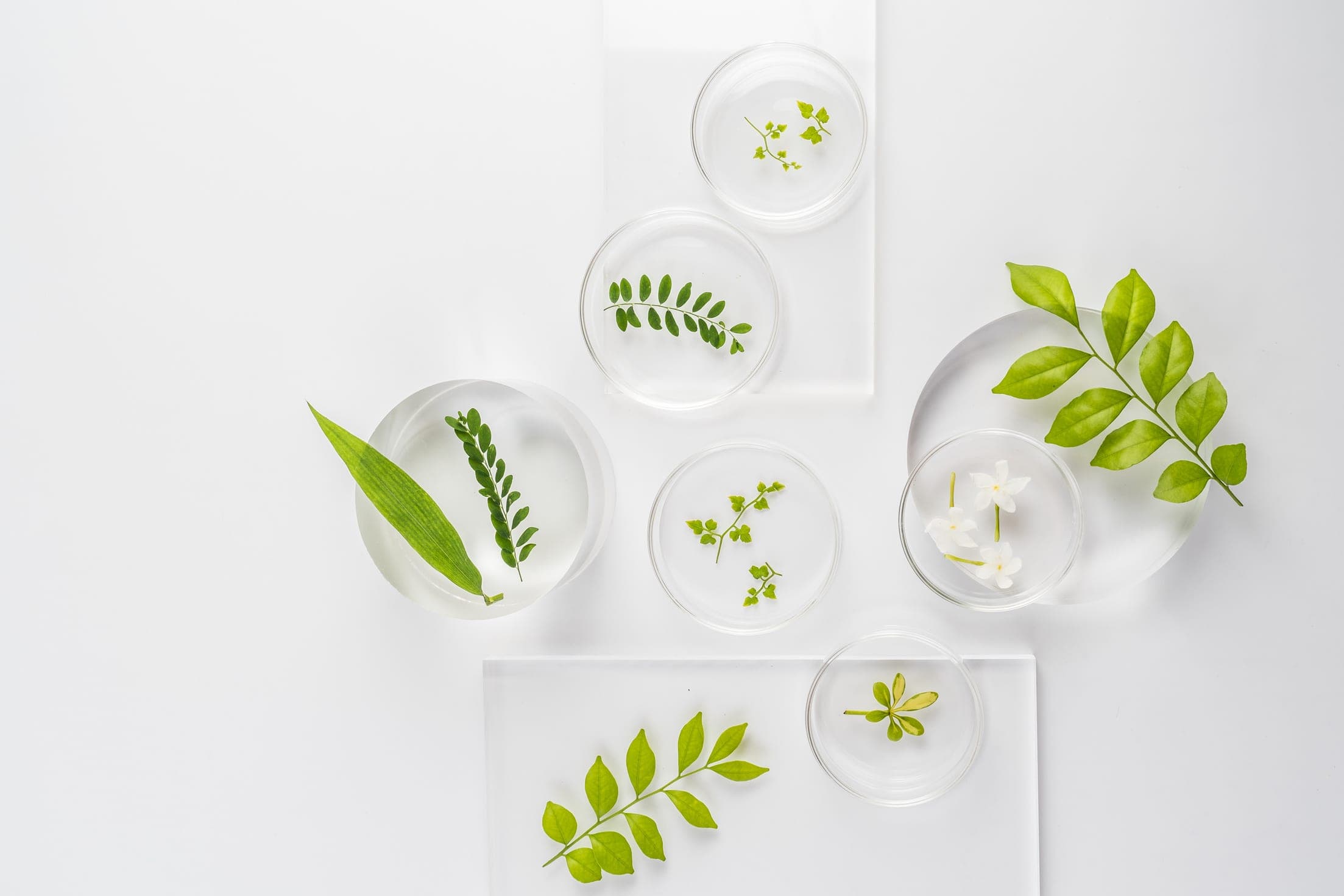 Petri dishes with fresh plant leaves and blossoms in a laboratory