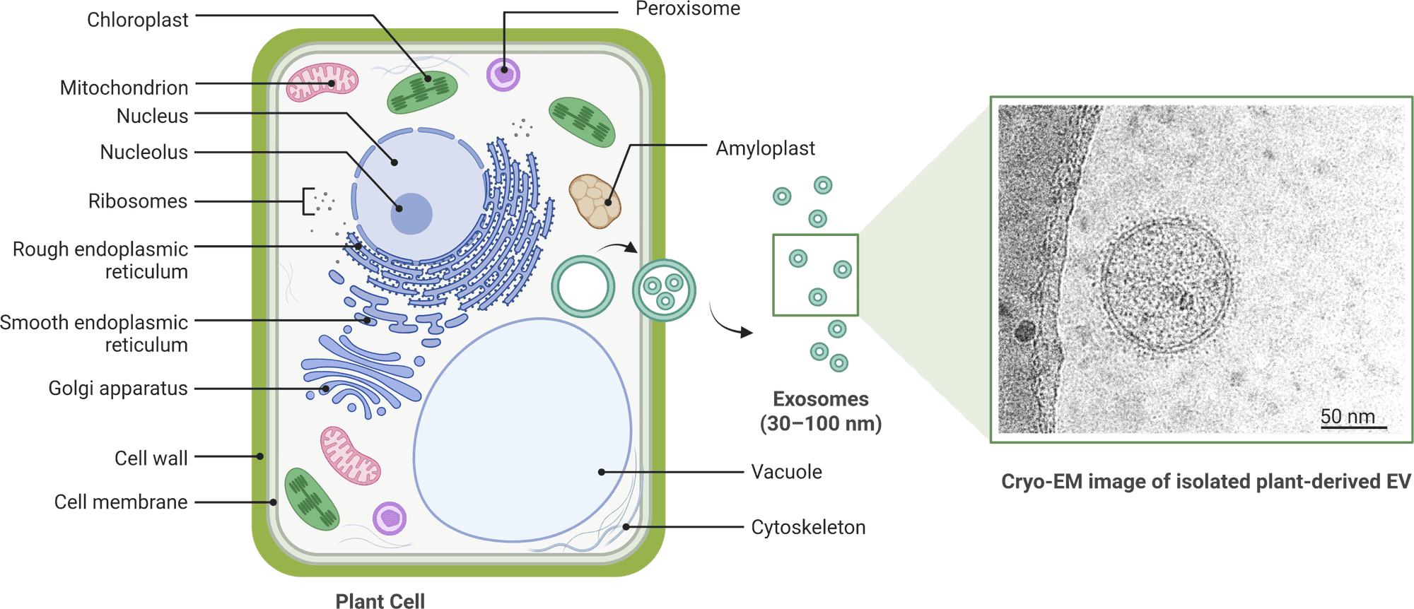 Diagram of a plant cell releasing exosomes of 30 to 100 nanometres, beside a cryo-electron microscopy image of an isolated plant-derived extracellular vesicle